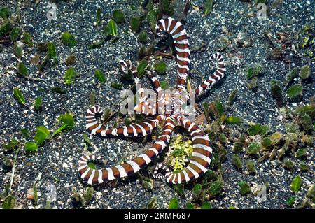 „Wunderpus“ (Wunderpus photogenicus) kann die Farbe spektakulär verändern und viele verschiedene Formen annehmen. Lembeh-Straße, Nord-Sulawesi, Indonesien. Stockfoto