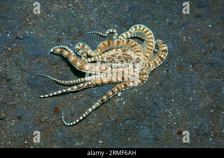 Mimikoktopus (Thaumoctopus mimicuso) auf der Jagd über Sandboden. Kann die Farbe spektakulär ändern und viele verschiedene Formen annehmen. Lembeh Strait, N Stockfoto