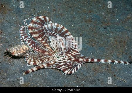 Mimikoktopus (Thaumoctopus mimicuso) auf der Jagd über Sandboden. Kann die Farbe spektakulär ändern und viele verschiedene Formen annehmen. Lembeh Strait, N Stockfoto