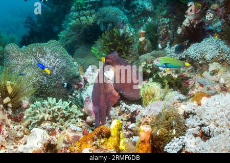 Tag Krake (Octopus cyanea) Jagd auf Korallenriff. Komodo National Park, Indonesia. Stockfoto