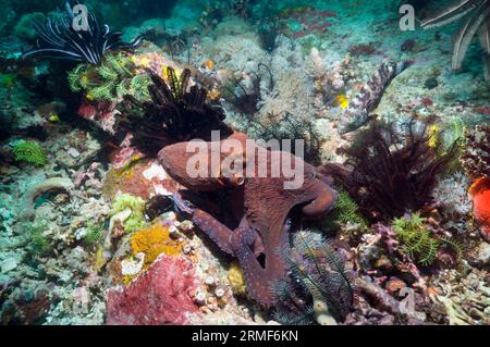 Tagoktopusjagd (Octopus cyanea) auf Korallenriffen. Rinca, Komodo-Nationalpark, Indonesien. Stockfoto