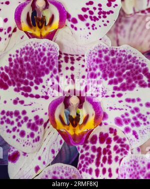 Aphrodite-Phalaenopsis-Orchideen Stockfoto