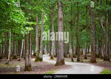 Wunderschöner Kiefern- und Laubwald mit Fußgängerzone. Frankreich, Europa Stockfoto