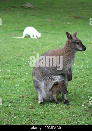 Mutter-Baby-Kängurus und ein weiteres Albino-Känguru im Hintergrund Stockfoto