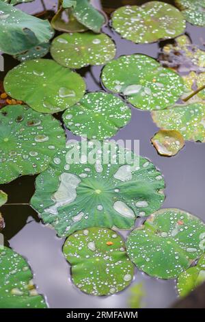 Wassertropfen auf Lotusblättern bei regnerischem Wetter Stockfoto