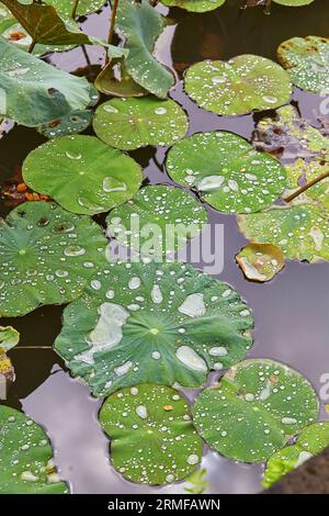 Wassertropfen auf Lotusblättern bei regnerischem Wetter Stockfoto