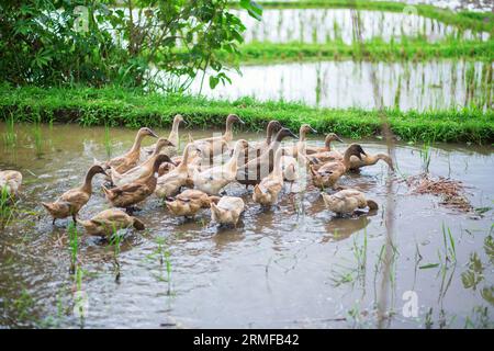 Enten auf Reisfeldern in der Nähe von Ubud, Bali, Indonesien Stockfoto