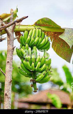 Bananenreifung auf einem Zweig in Bali, Indonesien Stockfoto