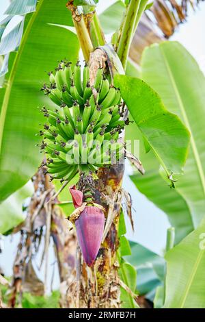 Bananenreifung auf einem Zweig in Bali, Indonesien Stockfoto