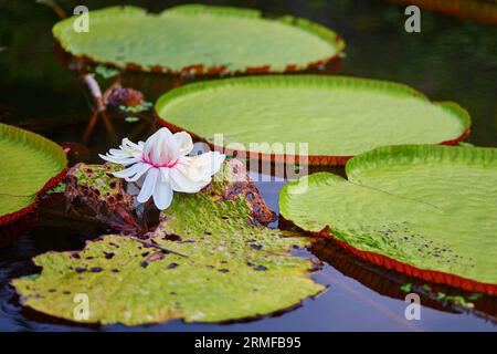 Victoria Cruziana, riesige Seerose mit Blumen auf Bali, Indonesien Stockfoto