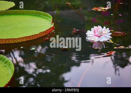 Victoria Cruziana, riesige Seerose mit Blumen auf Bali, Indonesien Stockfoto