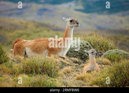 Guanaco-Familie im Torres del Paine-Nationalpark, Chile, Südamerika Stockfoto