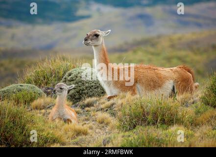 Guanaco-Familie im Torres del Paine-Nationalpark, Chile, Südamerika Stockfoto