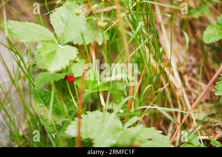 Nahaufnahme verschiedener grüner Pflanzen und Blumen, die in finnischen Wäldern oder auf dem Land wachsen. Natur Finnlands Stockfoto