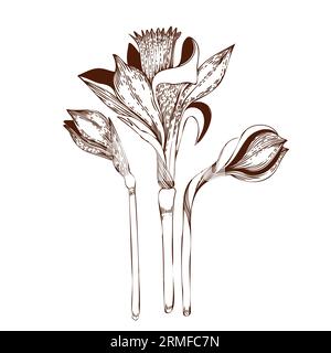 Vektorillustration. Eine Reihe von Narzissenblüten, die in dunkelbraunem Vektor auf einem Clipboard gezeichnet sind. Für die Gestaltung von Ansichtskarten, Einladungen, für die Gestaltung von Stock Vektor