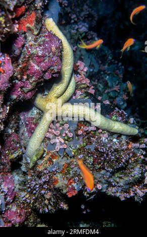 Grteen Linckia (Linckia guildingi) aus den Malediven. Stockfoto