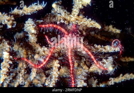 Violetter spröder Stern (Ophiothrix (Acanthophiothrix) purpurea) vom Great Barrier Reef, Australien. Stockfoto