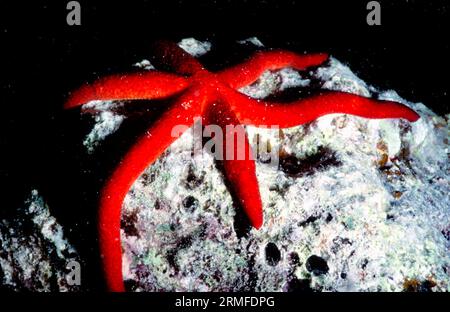 Luzon Sea Star (Echinaster luzonicus) vom Great Barrier Reef, Australien. Stockfoto