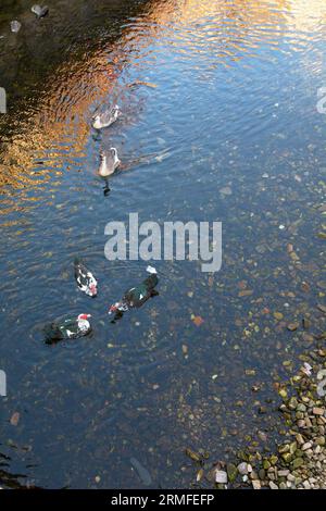 Malerischer Blick auf einen ruhigen Fluss, während fünf anmutige Enten durch das ruhige Wasser gleiten. Die Enten, gebadet in den sanften Tönen der goldenen Stunde, kreieren Stockfoto