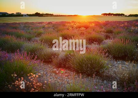 Malerischer Blick auf das Lavendelfeld bei Sonnenuntergang Mitte Juli in der Nähe von Valensole, Provence, Frankreich Stockfoto