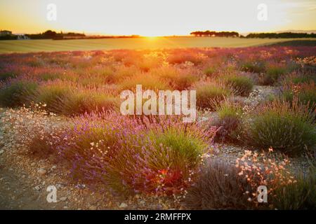 Malerischer Blick auf das Lavendelfeld bei Sonnenuntergang Mitte Juli in der Nähe von Valensole, Provence, Frankreich Stockfoto