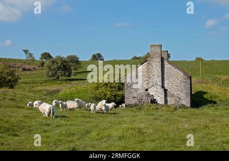 Verlassenes Cottage, Minera, Wrexham, Wales Stockfoto