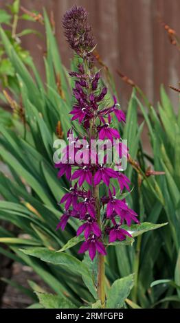 Lobelia Speciosa Vedrariensis Stockfoto