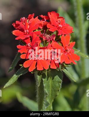 Malteserkreuz (Lychnis chalcedonica/silene chalcedonica) Stockfoto