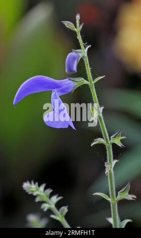 Enziansalbei (salvia patens) Stockfoto