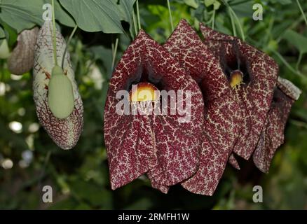 Brasilianische Papageienpflanze/riesige Pelikanblume (Aristolochia gigantea) Stockfoto