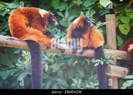 Rote, geraffte Lemuren, die in Madagaskar beheimatet sind und auf dem Zweig ruhen Stockfoto