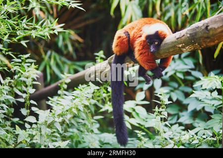 Rote, geraffte Lemuren, die in Madagaskar beheimatet sind und auf dem Zweig ruhen Stockfoto