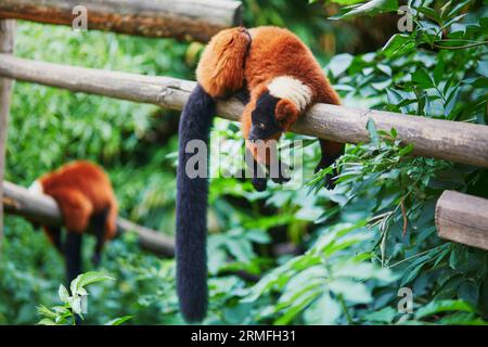 Rote, geraffte Lemuren, die in Madagaskar beheimatet sind und auf dem Zweig ruhen Stockfoto