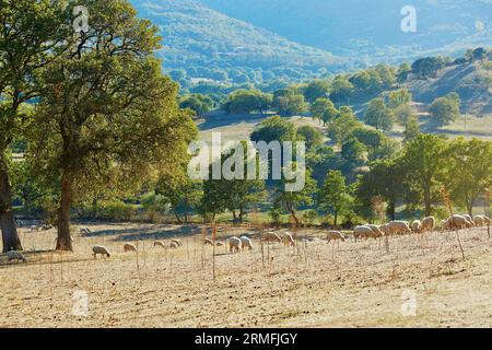 Schafherde auf Weide in Sardinien, Italien Stockfoto