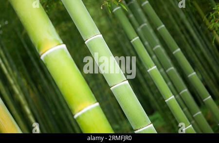 Nahaufnahme von Bambusstämmen in einem japanischen Wald Stockfoto