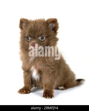 Junge pomeranian vor weißem Hintergrund Stockfoto