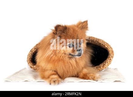 Junge pomeranian vor weißem Hintergrund Stockfoto