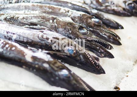 Atlantische Largehead-Haarschwänze (auf Portugiesisch auch espada genannt) auf dem traditionellen Fischmarkt Mercado dos Lavradores in Funchal, Madeira Insel, Portugal Stockfoto