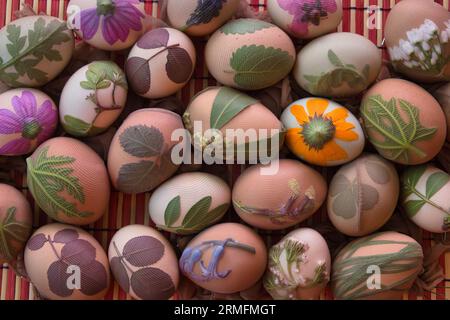 Zubereitung von Eiern für Ostern, Färben erfolgt mit natürlichen Zutaten aus Gräsern und Kräutern Stockfoto