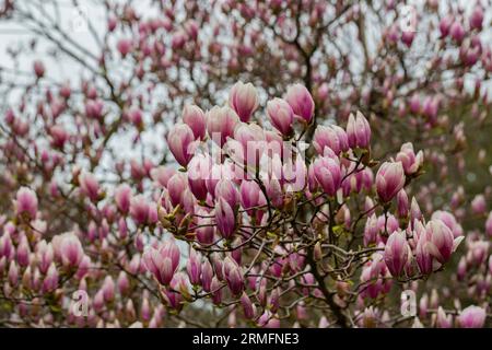 Sulange-Magnolie Schwarze Tulpen-Nahaufnahme auf einem Baumzweigquellenhintergrund Stockfoto