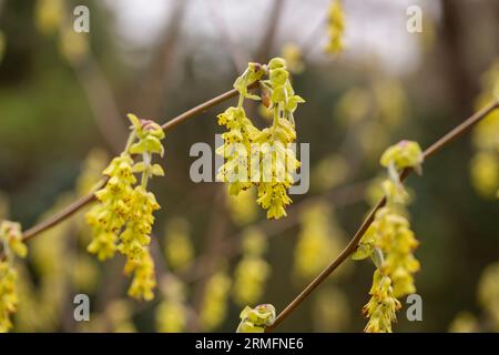 Frühjahrshintergrund mit Corylopsis spicata ( Hazel glabrescens ) gelben Katzenmuscheln auf Ast ohne Blätter auf verschwommenem Bokeh-Hintergrund. Hazel katkins as Stockfoto