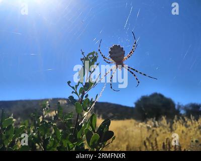 Große weibliche Spinnenkugel ( Argyope lobata - Familie Araneidae ) Griechenland, Europa. Stockfoto