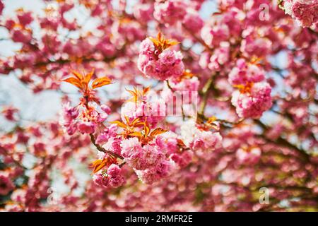 Zweig eines Kirschbaums mit rosa Blüten in voller Blüte. Kirschblütensaison im Frühjahr Stockfoto