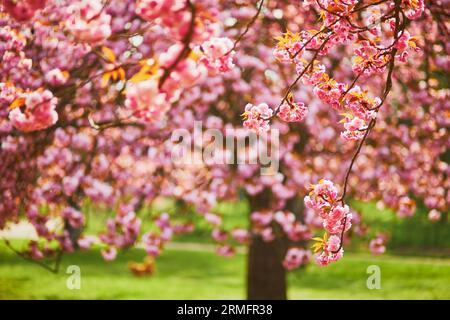 Zweig eines Kirschbaums mit rosa Blüten in voller Blüte. Kirschblütensaison im Frühjahr Stockfoto