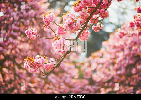Zweig eines Kirschbaums mit rosa Blüten in voller Blüte. Kirschblütensaison im Frühjahr Stockfoto