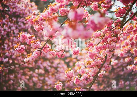 Zweig eines Kirschbaums mit rosa Blüten in voller Blüte. Kirschblütensaison im Frühjahr Stockfoto