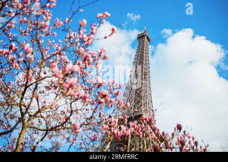 Frühling in Paris. Rosa Magnolie und Eiffelturm Stockfoto