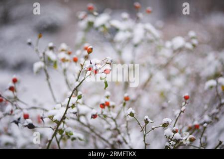 Hagebuttenzweige mit Früchten und Blumen, die am Winter- oder Frühlingstag mit Schnee bedeckt sind Stockfoto