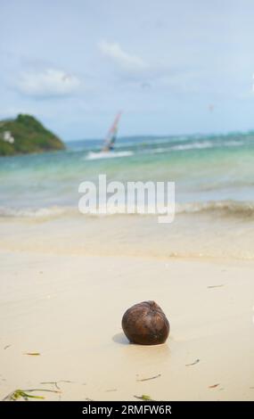 Kokosnuss am Strand und Surfer im Hintergrund Stockfoto