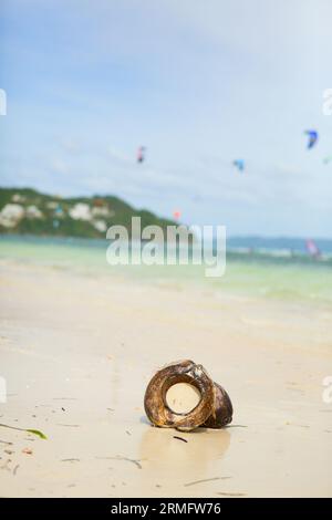 Kokosnuss an einem Strand mit Fliegensurfern im Hintergrund Stockfoto